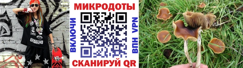 mega как зайти Жердевка Галлюциногенные грибы Cubensis дарнет шоп